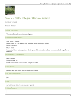 Salix Integra 'Hakuro Nishiki'