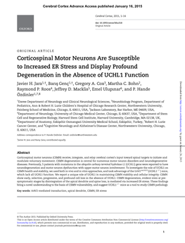 Corticospinal Motor Neurons Are Susceptible to Increased ER Stress and Display Profound Degeneration in the Absence of UCHL1 Function Downloaded from Javier H