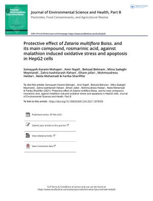 Protective Effect of Zataria Multiflora Boiss. and Its Main Compound, Rosmarinic Acid, Against Malathion Induced Oxidative Stress and Apoptosis in Hepg2 Cells