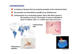 The Leishmania Life Cycle