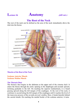 7. Internal Jugular Vein the Internal Jugular Vein Is a Large Vein That Receives Blood from the Brain, Face, and Neck