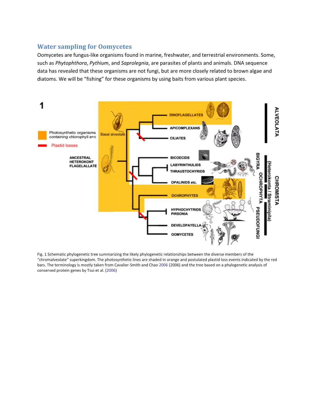 Water Sampling for Oomycetes Oomycetes Are Fungus-Like Organisms Found in Marine, Freshwater, and Terrestrial Environments