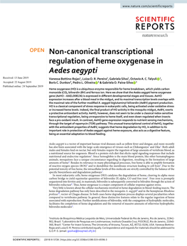 Non-Canonical Transcriptional Regulation of Heme Oxygenase in Aedes Aegypti Received: 13 June 2019 Vanessa Bottino-Rojas1, Luiza O