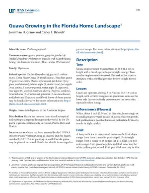 Guava Growing in the Florida Home Landscape1 Jonathan H