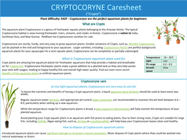 Cryptocoryne Aquarium Plant Care Sheet