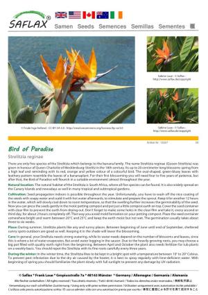 Bird of Paradise Strelitzia Reginae There Are Only Five Species of the Strelitzia Which Belongs to the Banana Family