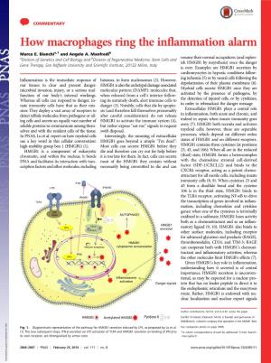 How Macrophages Ring the Inflammation Alarm Marco E