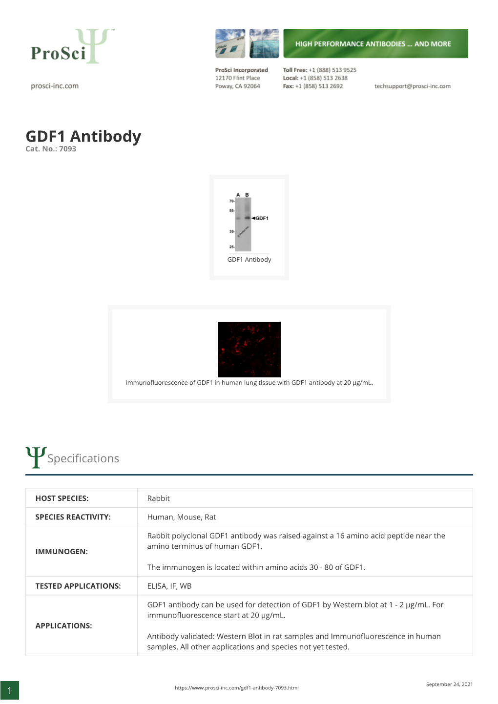 GDF1 Antibody Cat