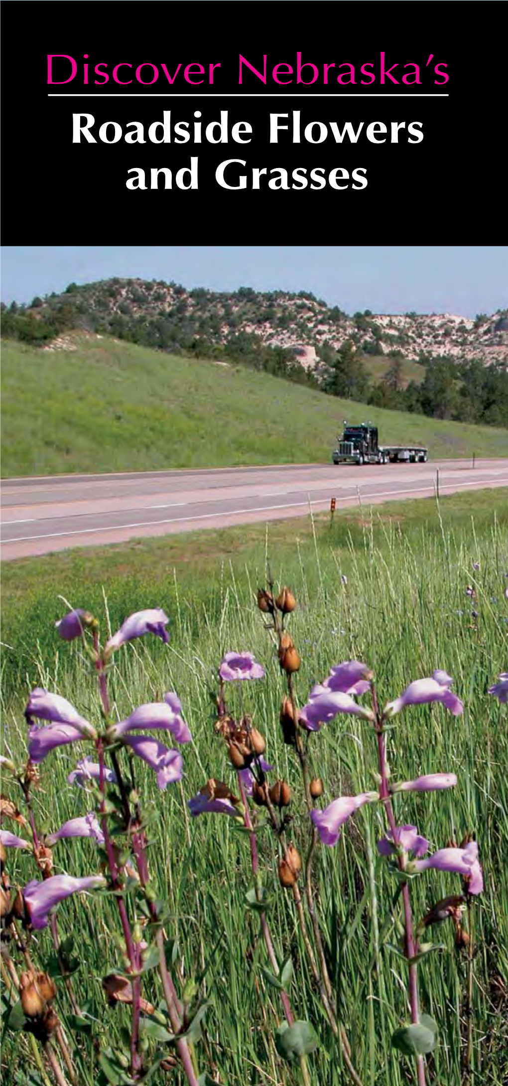 Flowers Southern Part of the State at Falls City