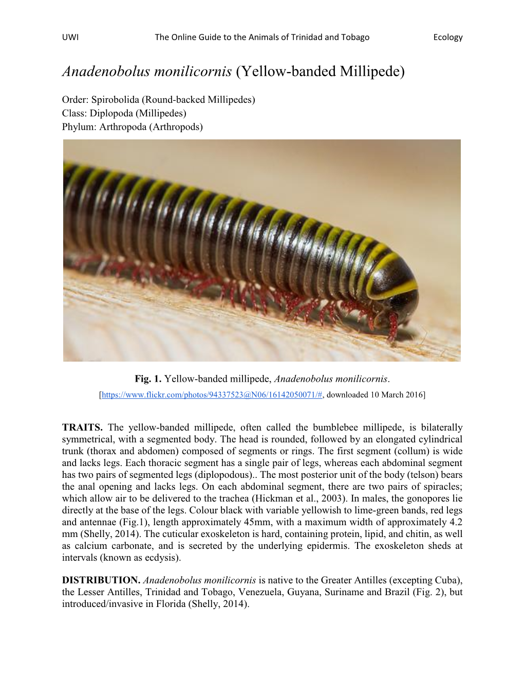 Anadenobolus Monilicornis (Yellow-Banded Millipede)