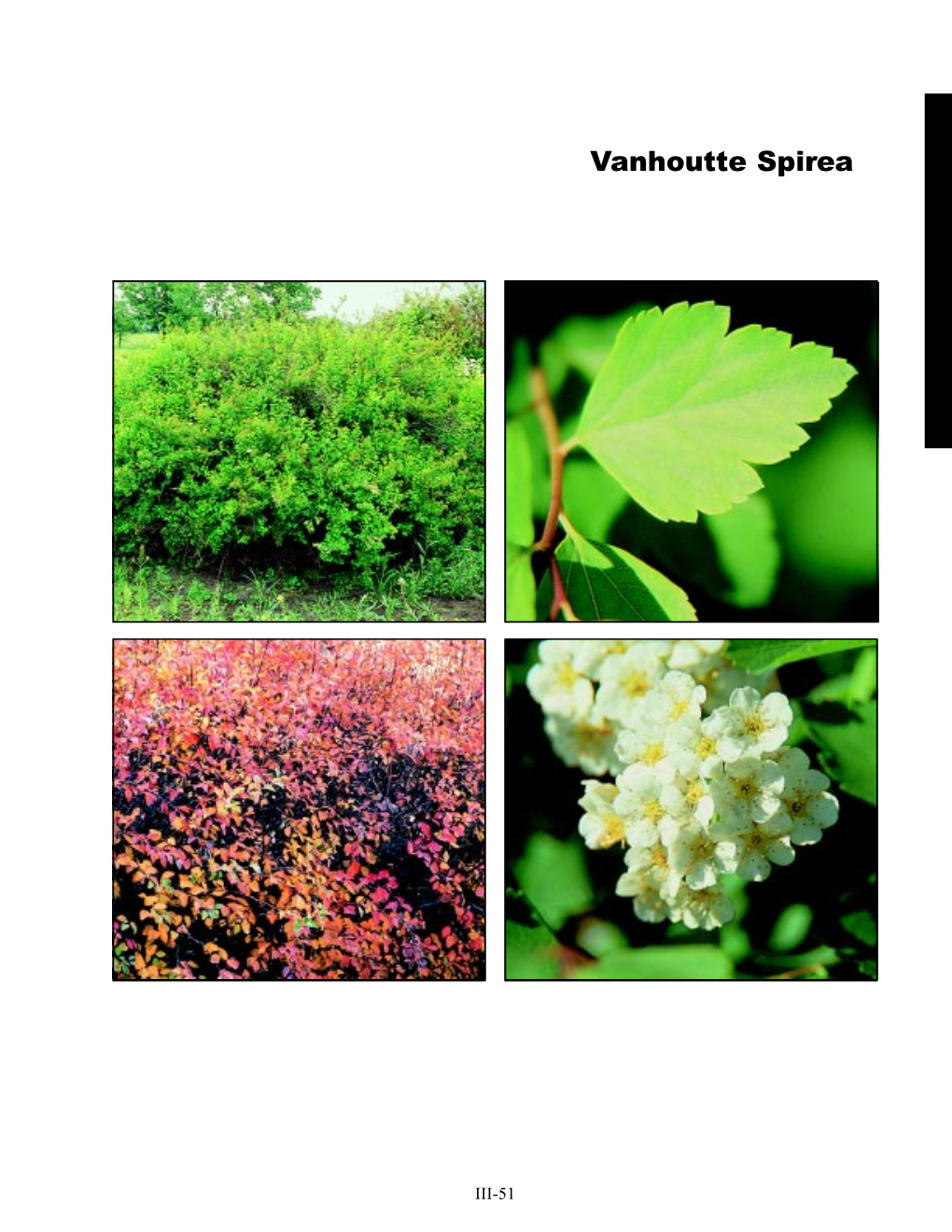 Vanhoutte Spirea