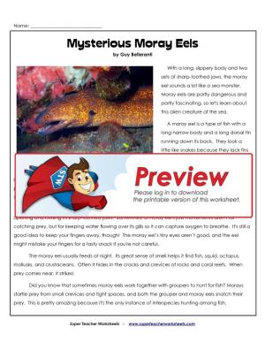 Mysterious Moray Eels by Guy Belleranti