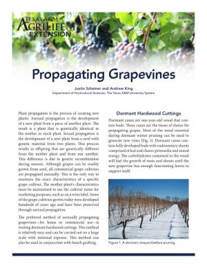 Propagating Grapevines