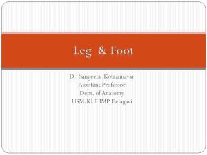 Leg and Foot