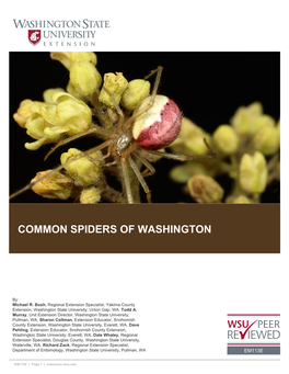 Common Spiders of Washington