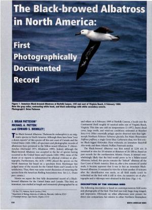 The Black-Browed Albatross in North America: First Photographically