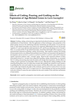 Effects of Cutting, Pruning, and Grafting on the Expression of Age