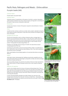 Pumpkin Beetle (040)