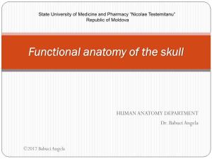 Functional Anatomy of Skull