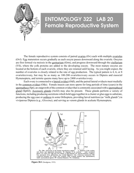 ENTOMOLOGY 322 LAB 20 Female Reproductive System