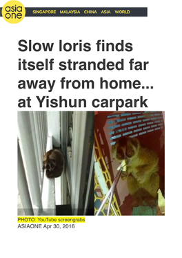 Slow Loris Finds Itself Stranded April 30Th 2016