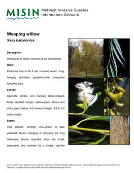Weeping Willow Salix Babylonica