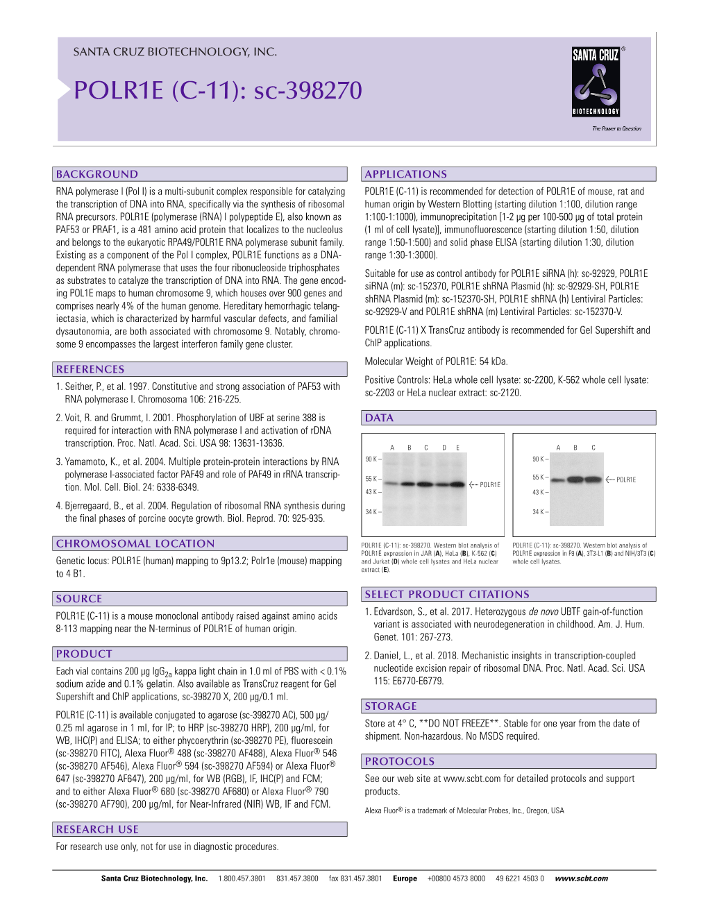 POLR1E (C-11): Sc-398270