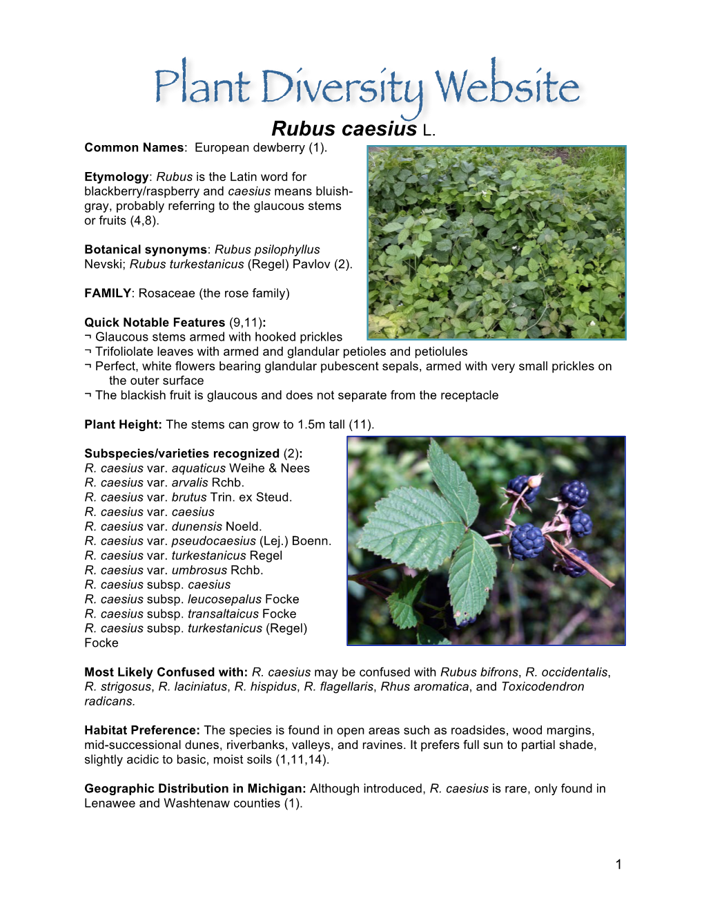Rubus Caesius L. Common Names: European Dewberry (1)