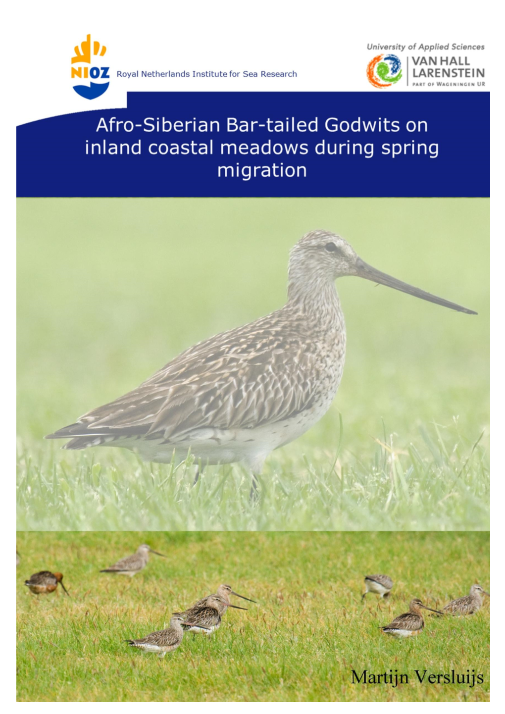 Afro-Siberian Bar-Tailed Godwits on Inland Coastal Meadows During Spring Migration