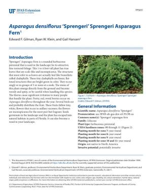 Asparagus Densiflorus 'Sprengeri'