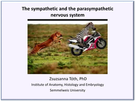 The Sympathetic and the Parasympathetic Nervous System