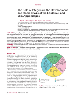 The Role of Integrins in the Development and Homeostasis of the Epidermis and Skin Appendages