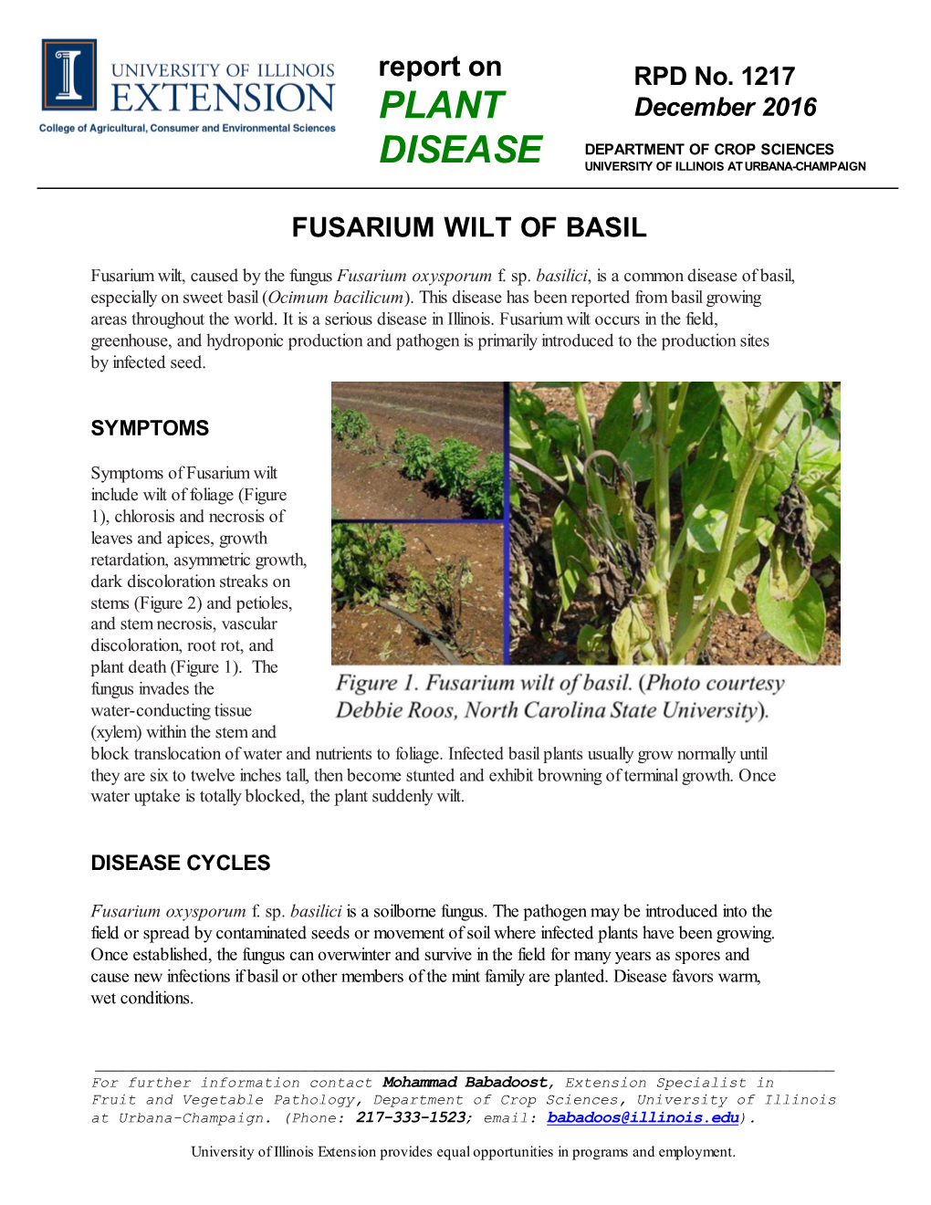 Fusarium Wilt of Basil