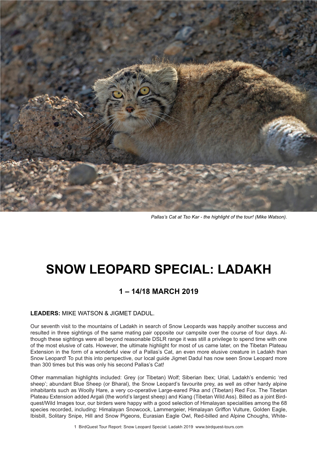 Snow Leopard Special: Ladakh