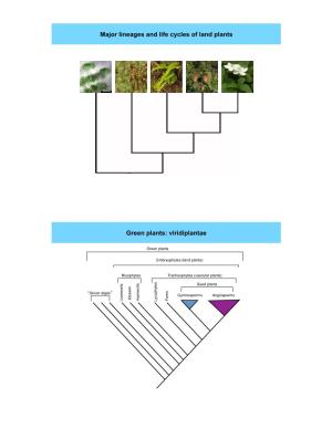 Major Lineages and Life Cycles of Land Plants Green Plants: Viridiplantae