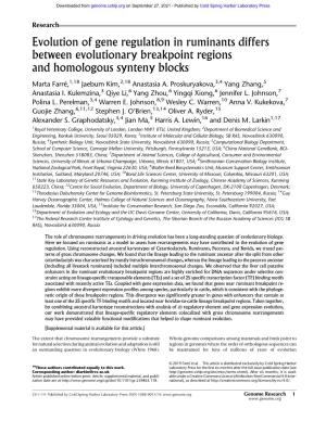 Evolution of Gene Regulation in Ruminants Differs Between Evolutionary Breakpoint Regions and Homologous Synteny Blocks
