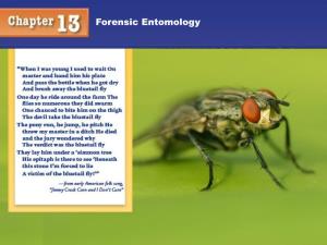 Forensic Entomology Forensic Entomology
