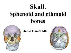 Sphenoid and Ethmoid Bones