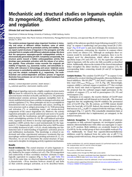 Mechanistic and Structural Studies on Legumain Explain Its Zymogenicity, Distinct Activation Pathways, and Regulation