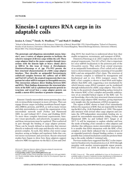 Kinesin-1 Captures RNA Cargo in Its Adaptable Coils