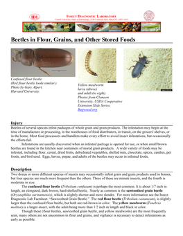 Beetles in Flour, Grains, and Other Stored Foods