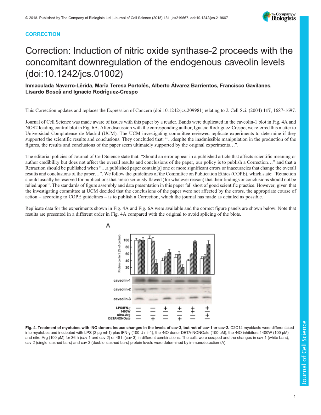 Induction of Nitric Oxide Synthase-2 Proceeds with the Concomitant