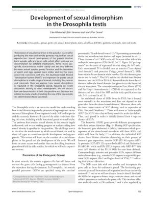 Development of Sexual Dimorphism in the Drosophila Testis