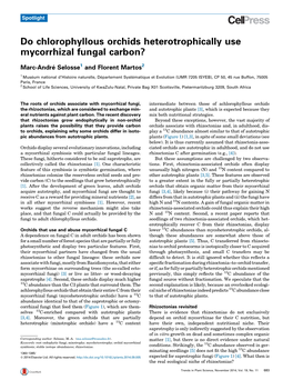 Do Chlorophyllous Orchids Heterotrophically Use Mycorrhizal Fungal Carbon?