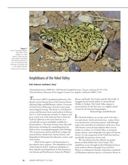 Amphibians of the Vekol Valley