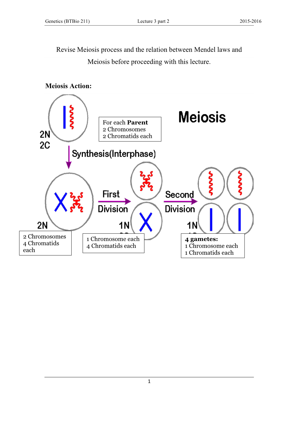 Revise Meiosis Process and the Relation Between Mendel Laws and Meiosis Before Proceeding with This Lecture