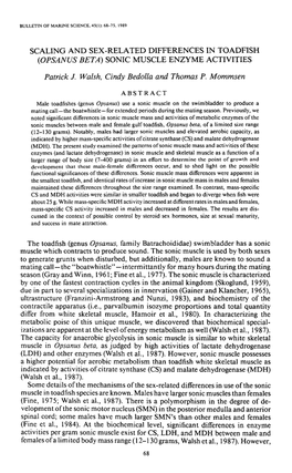 (&lt;I&gt;Opsanus Beta&lt;/I&gt;) Sonic Muscle Enzyme Activities