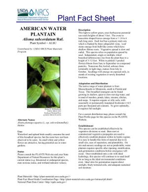 American Water Plantain
