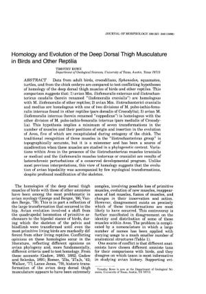 Homology and Evolution of the Deep Dorsal Thigh Musculature in Birds