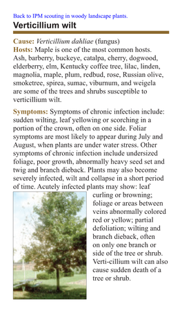 Verticillium Wilt Cause: Verticillium Dahliae (Fungus) Hosts: Maple Is One of the Most Common Hosts